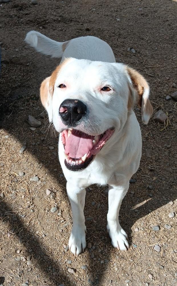 Enlarge Falco, a Adoptable mixed breed in Challis, ID image 5/5