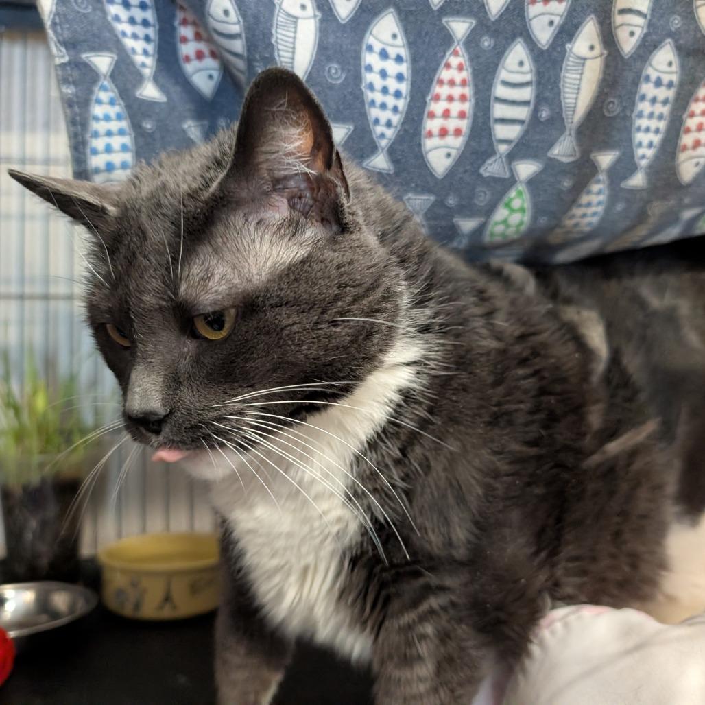 Tessa, Adoptable, Senior Female Domestic Short Hair.