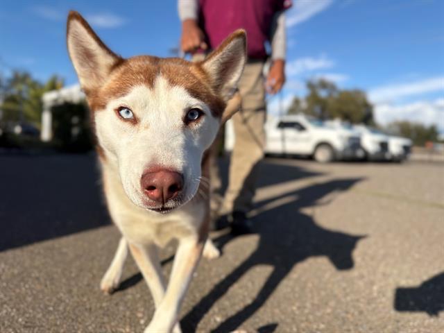 LINDA, Adoptable, Young Female Siberian Husky & Mixed Breed.