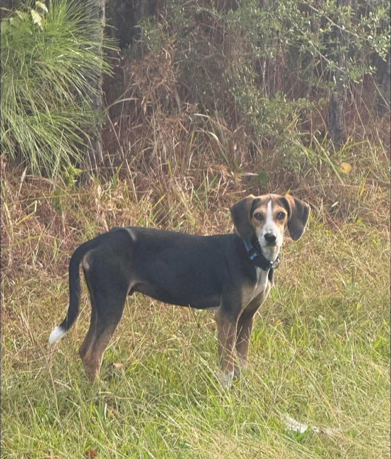 Enlarge Cosmo, a ADOPTABLE mixed breed in Unionville, CT image 2/6