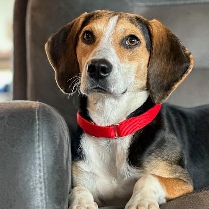 Enlarge Cosmo, a ADOPTABLE mixed breed in Unionville, CT image 1/6