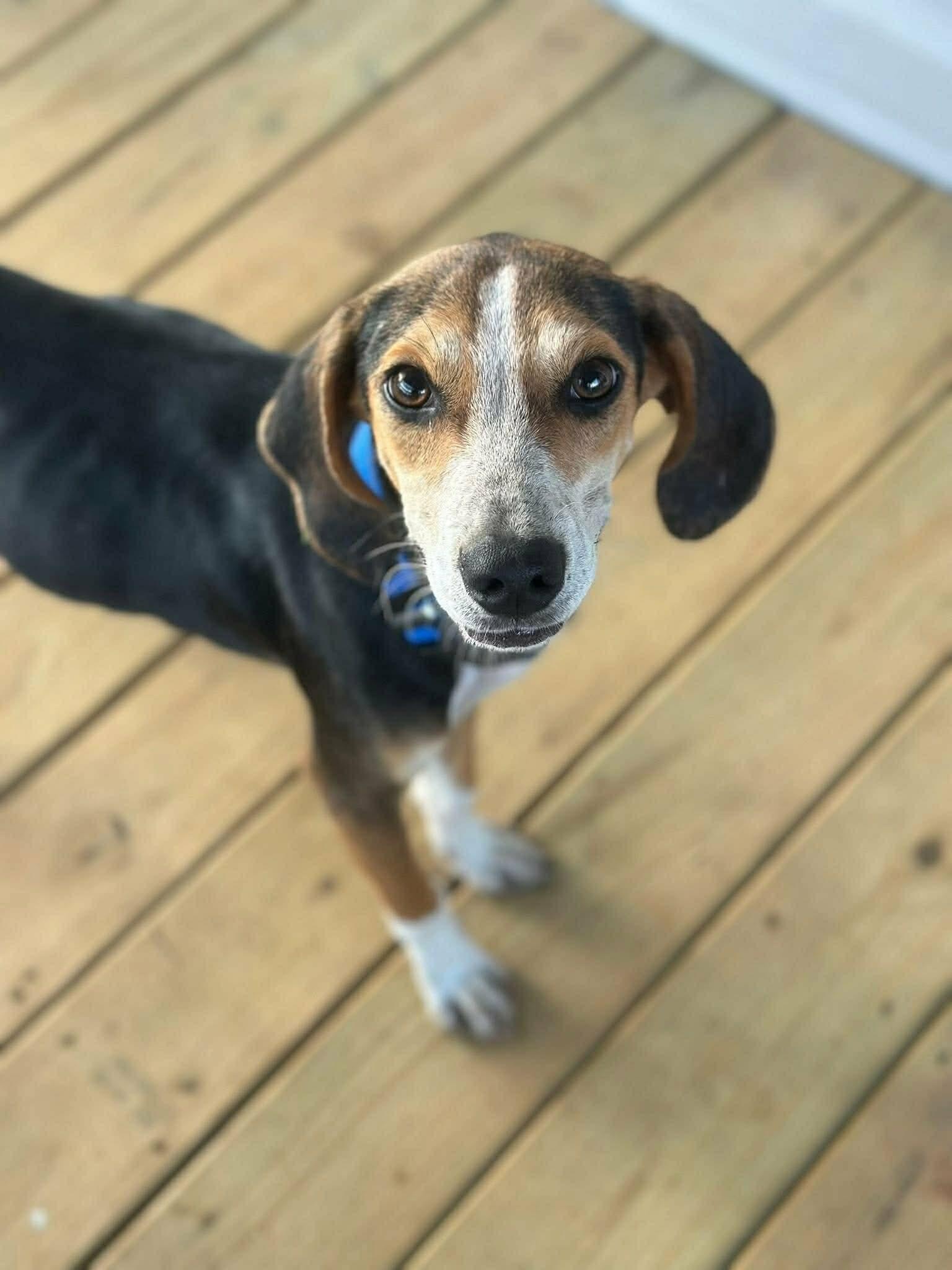 Enlarge Cosmo, a ADOPTABLE mixed breed in Unionville, CT image 3/6