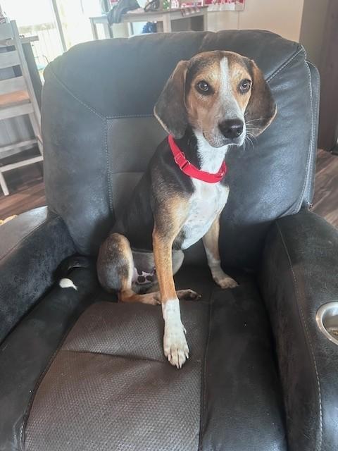 Enlarge Cosmo, a ADOPTABLE mixed breed in Unionville, CT image 6/6