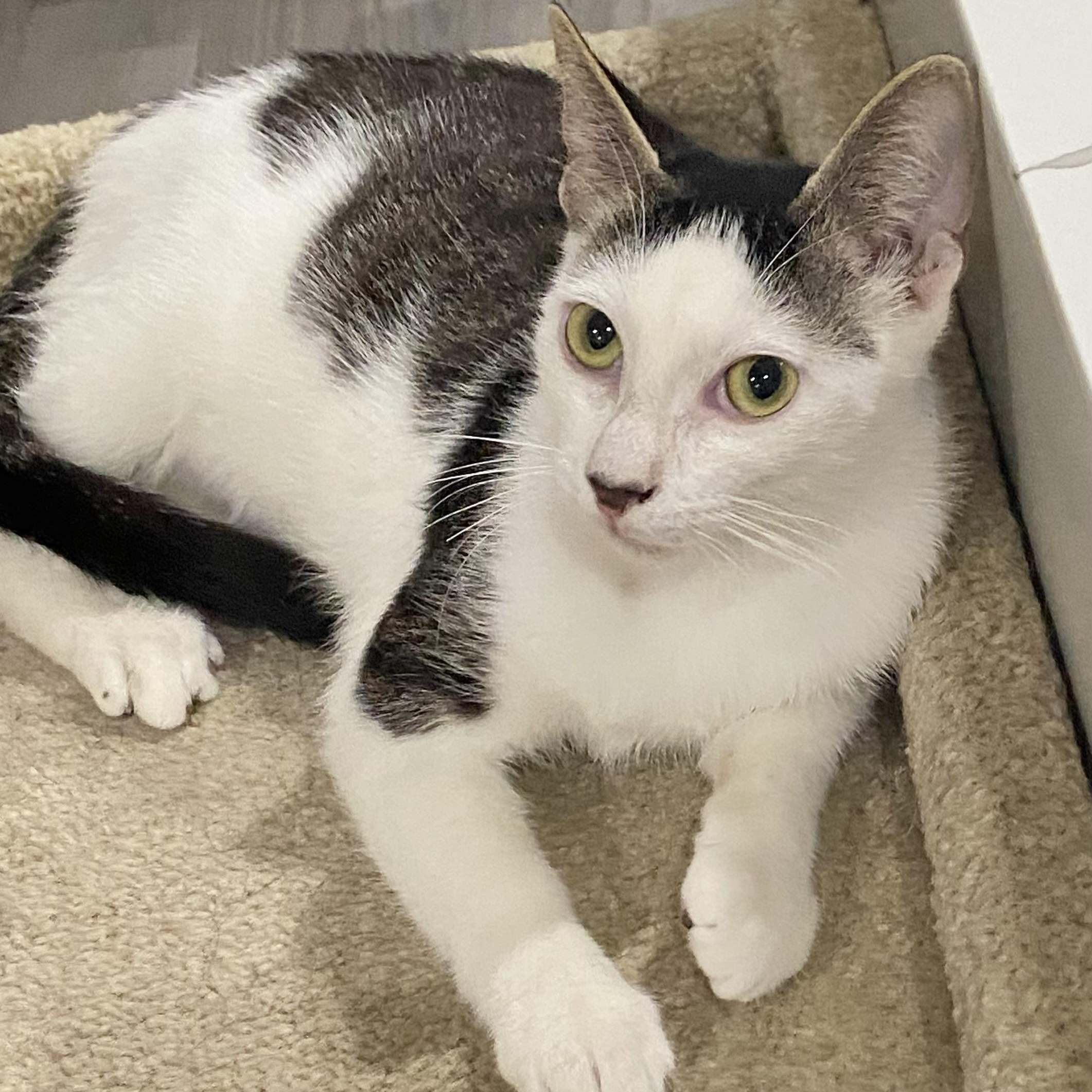 Enlarge Parker, a Adoptable Domestic Short Hair in Laconia, NH image 1/4