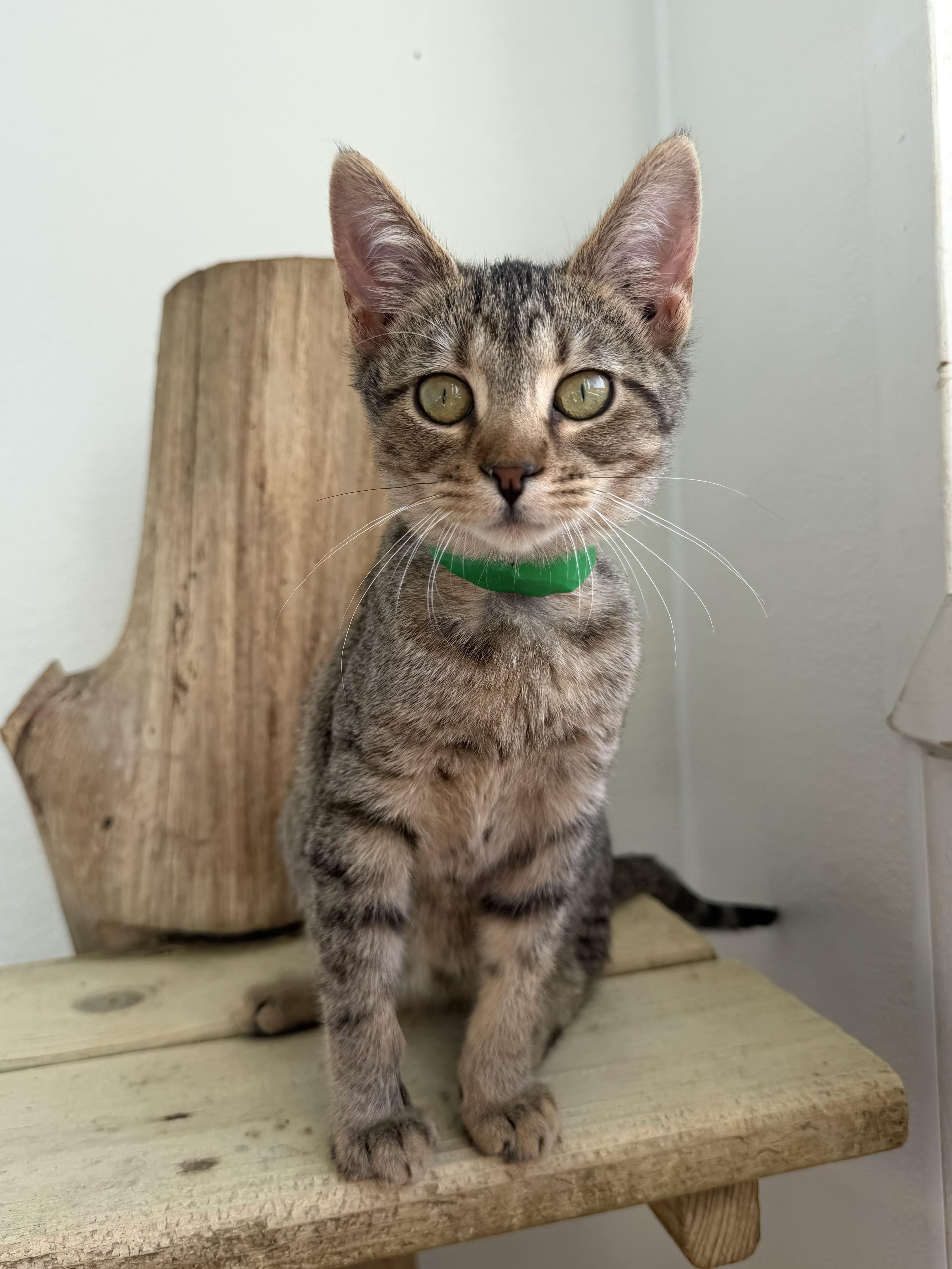 Brownie, Adoptable, Kitten Female Domestic Short Hair.