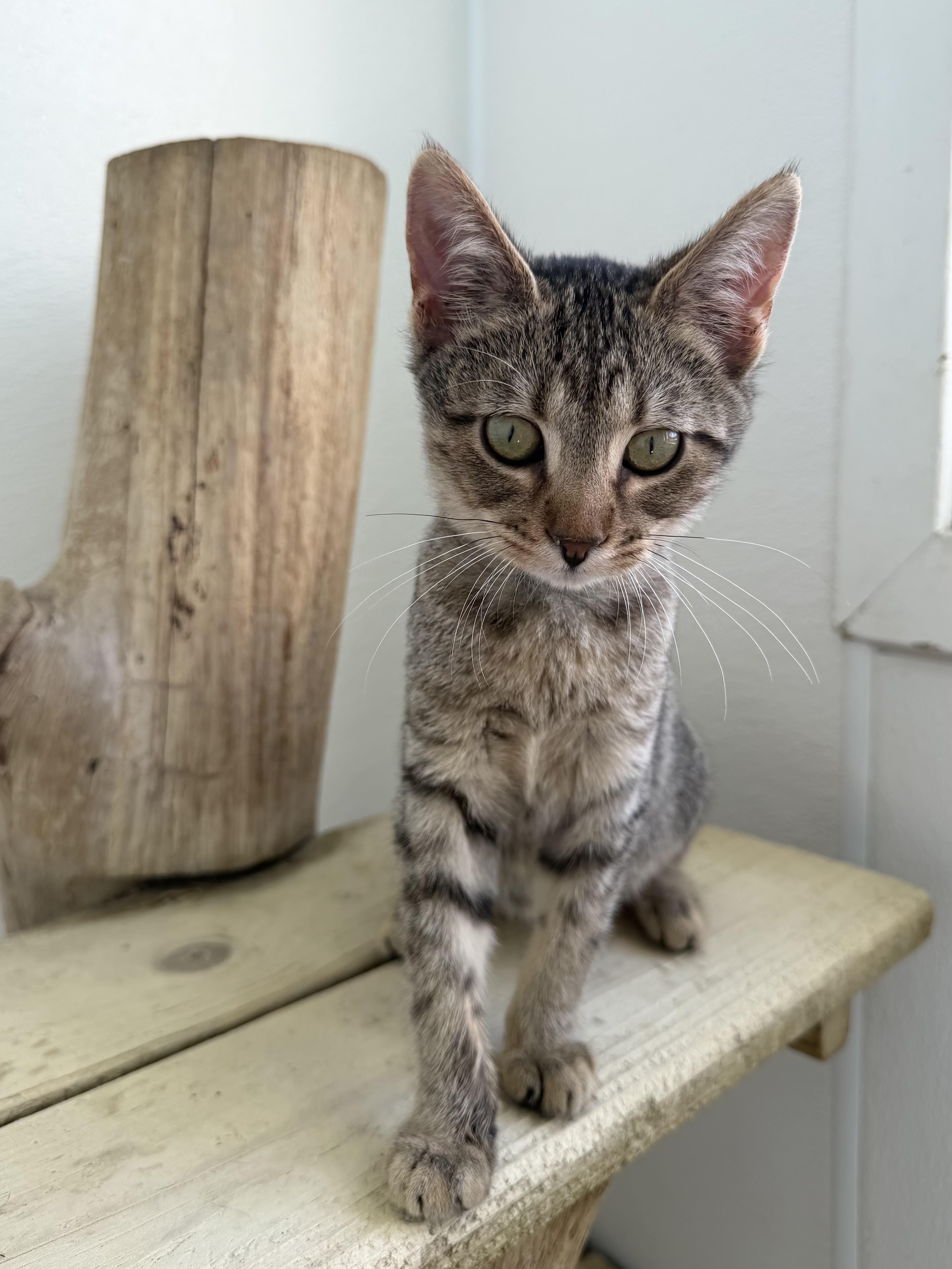 Enlarge Brownie, a Adoptable Domestic Short Hair in Chicago, IL image 2/2