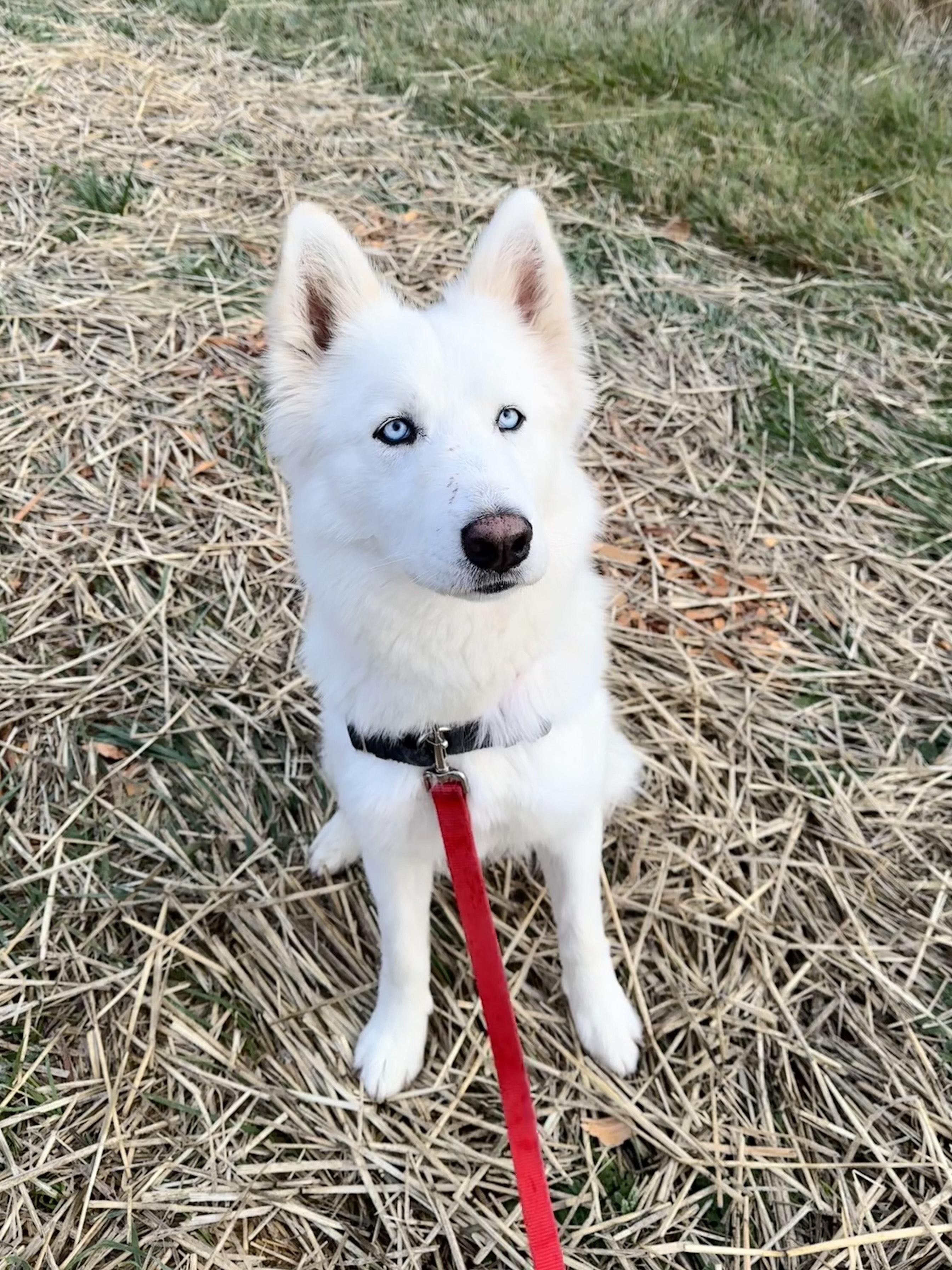 Enlarge Estrella, an adopted mixed breed in Bellingham, WA image 4/6
