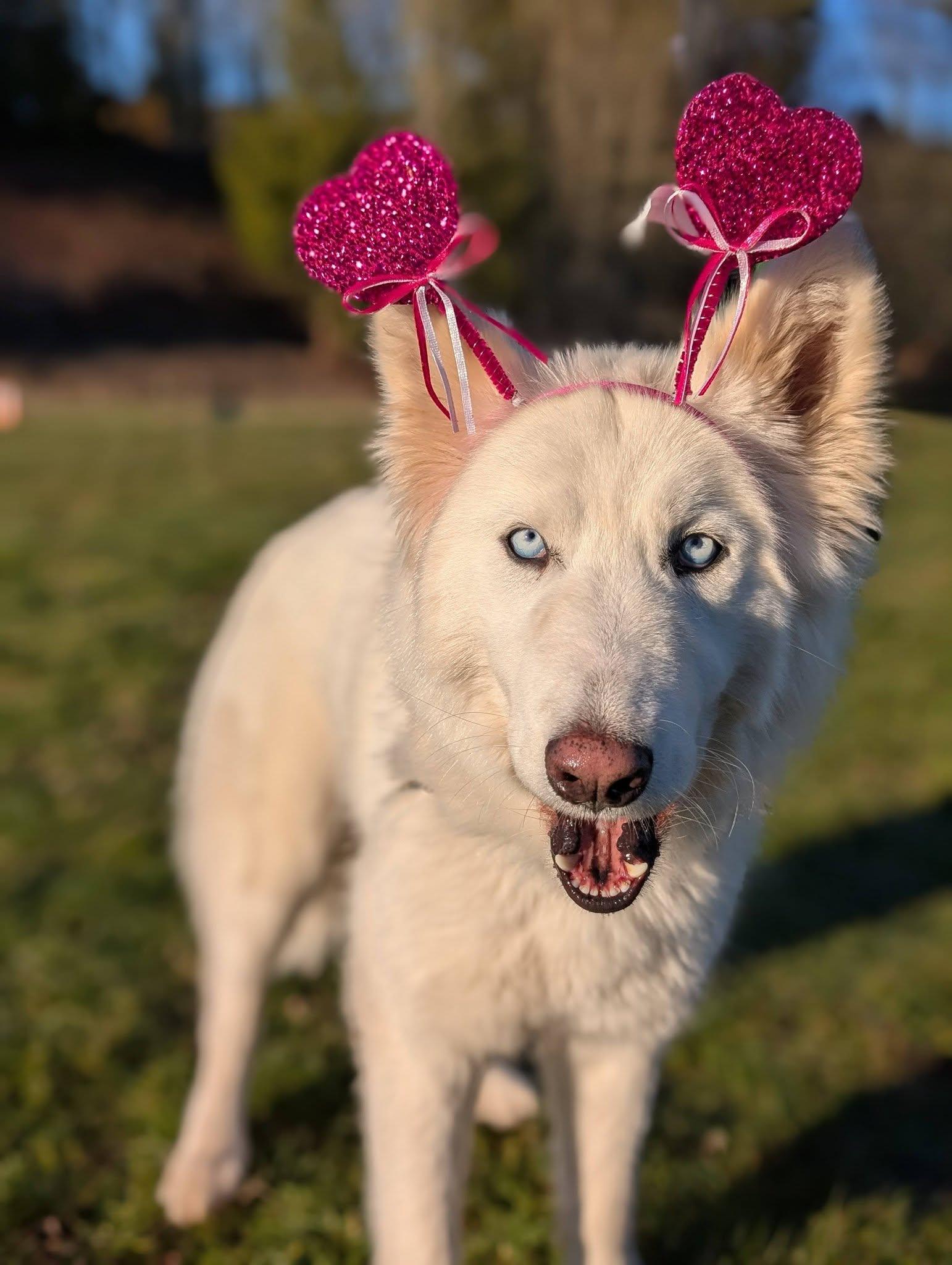 Enlarge Estrella, an adopted mixed breed in Bellingham, WA image 2/6