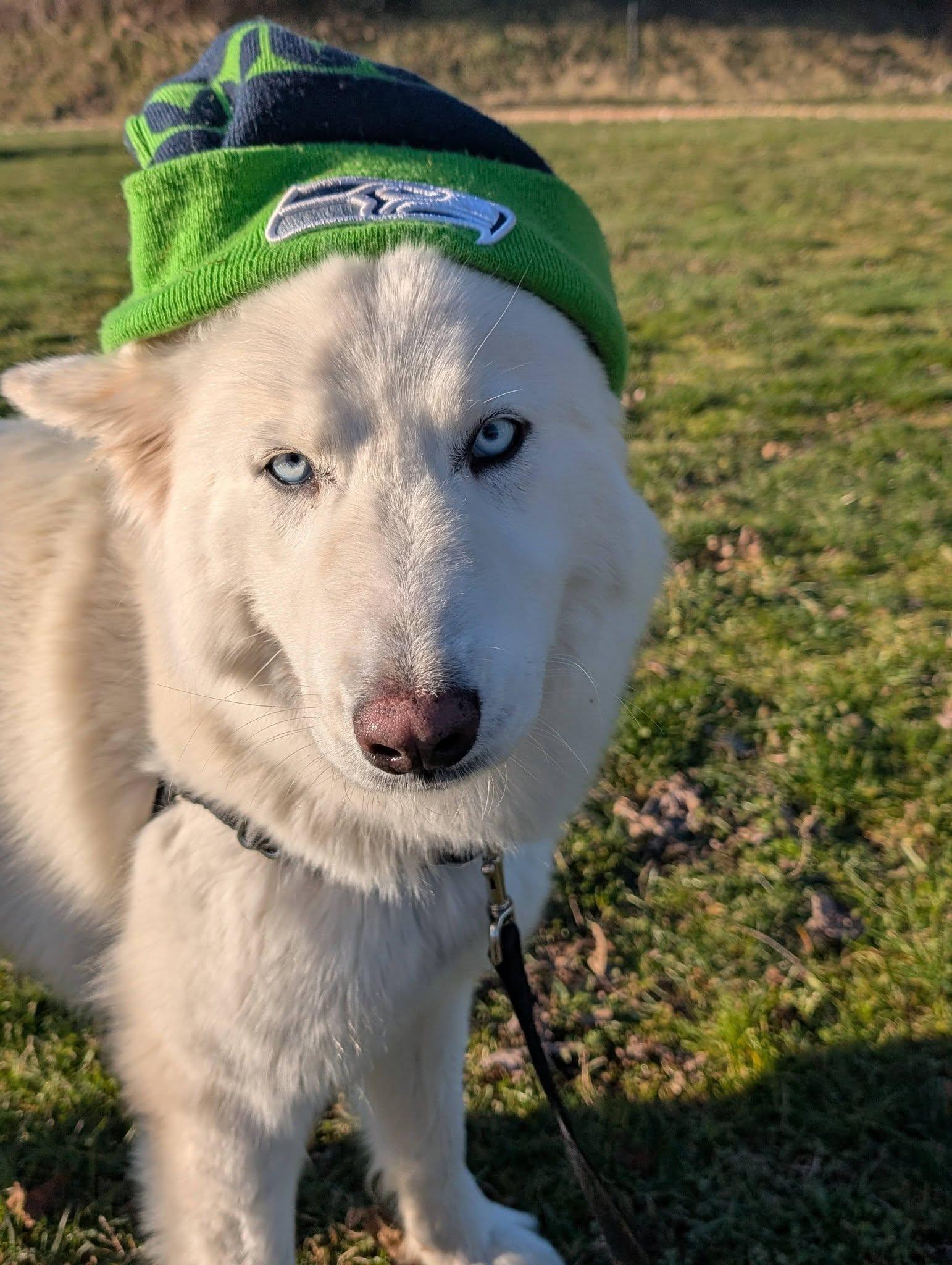 Enlarge Estrella, an adopted mixed breed in Bellingham, WA image 3/6