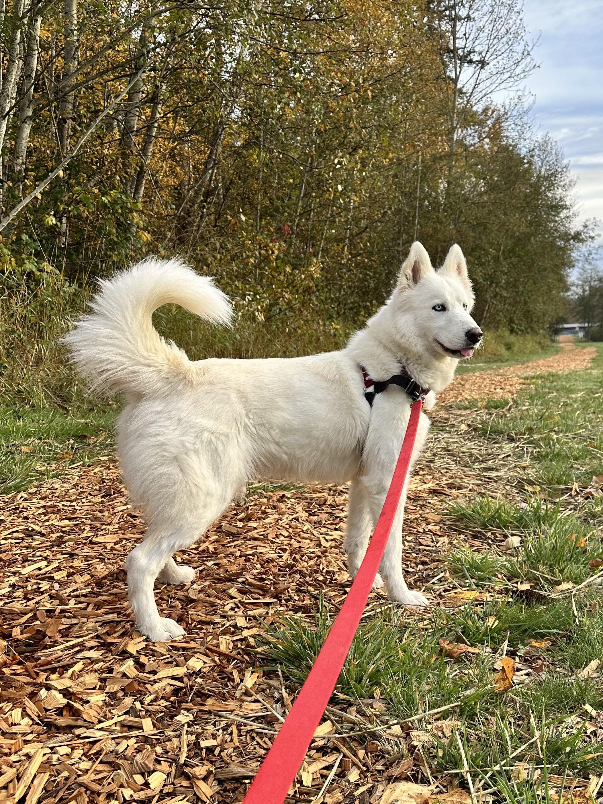Enlarge Estrella, an adopted mixed breed in Bellingham, WA image 6/6