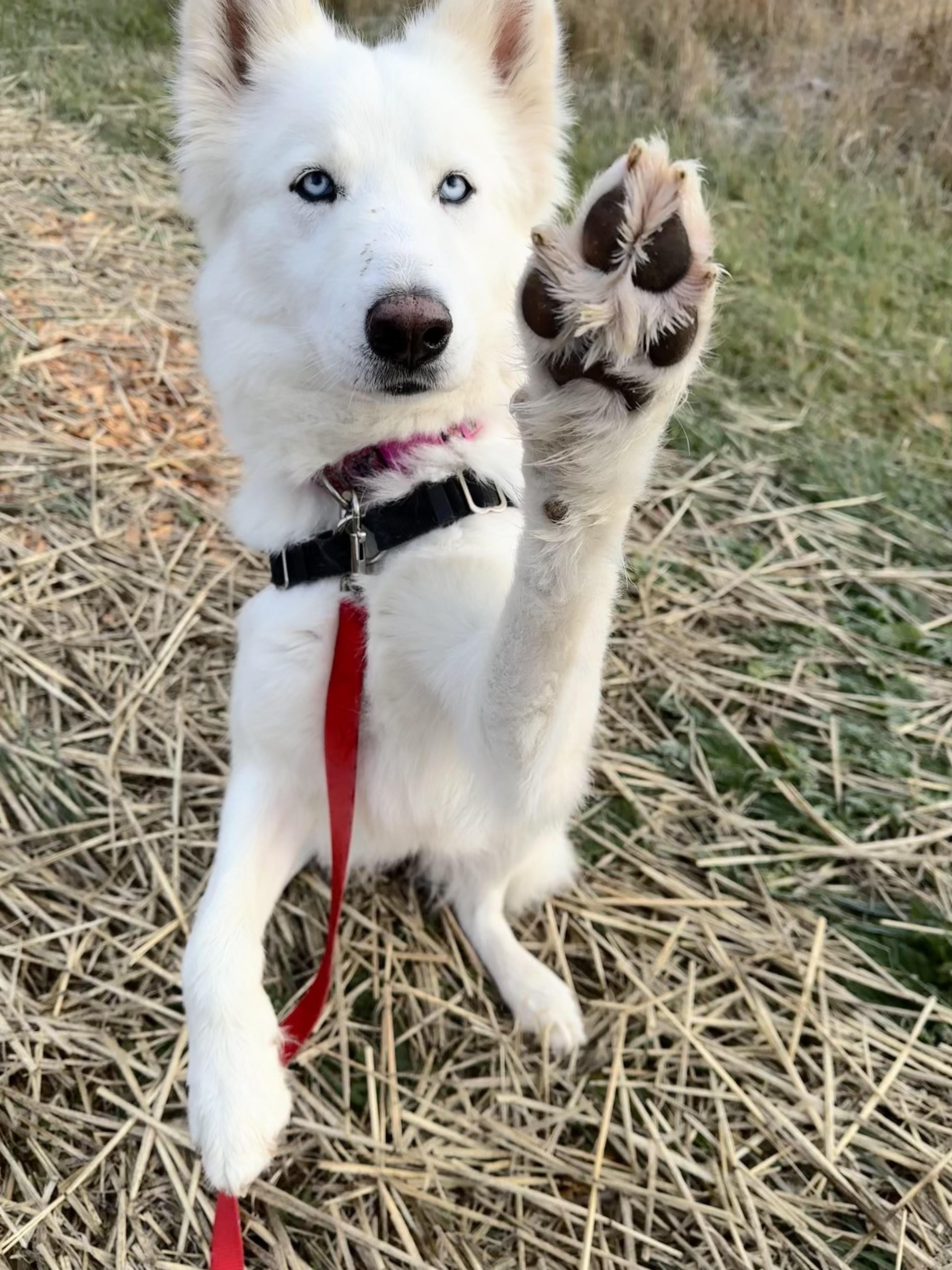 Enlarge Estrella, an adopted mixed breed in Bellingham, WA image 5/6
