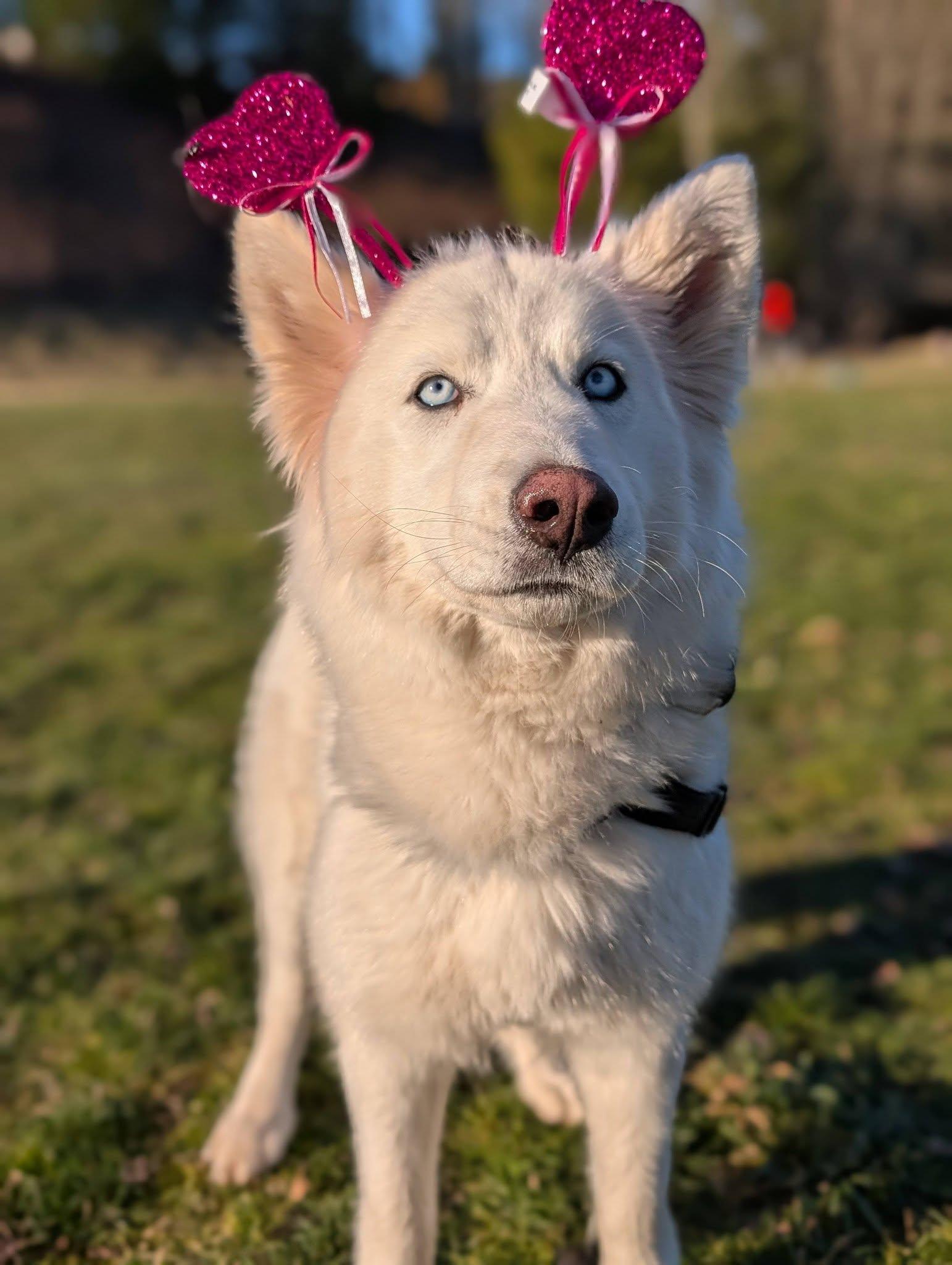 Enlarge Estrella, an adopted mixed breed in Bellingham, WA image 1/6