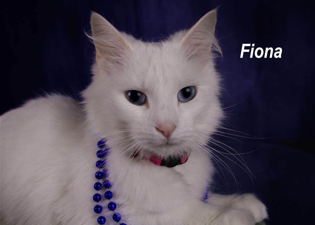 Enlarge Fiona, an adopted Domestic Short Hair in York, NE image 2/4