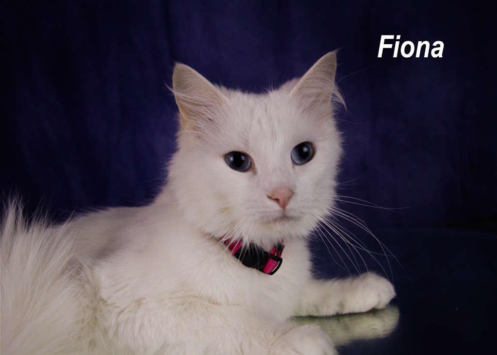 Fiona, adopted, Young Female Domestic Short Hair.