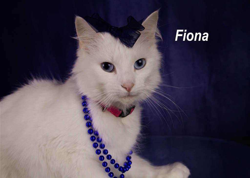 Enlarge Fiona, an adopted Domestic Short Hair in York, NE image 3/4