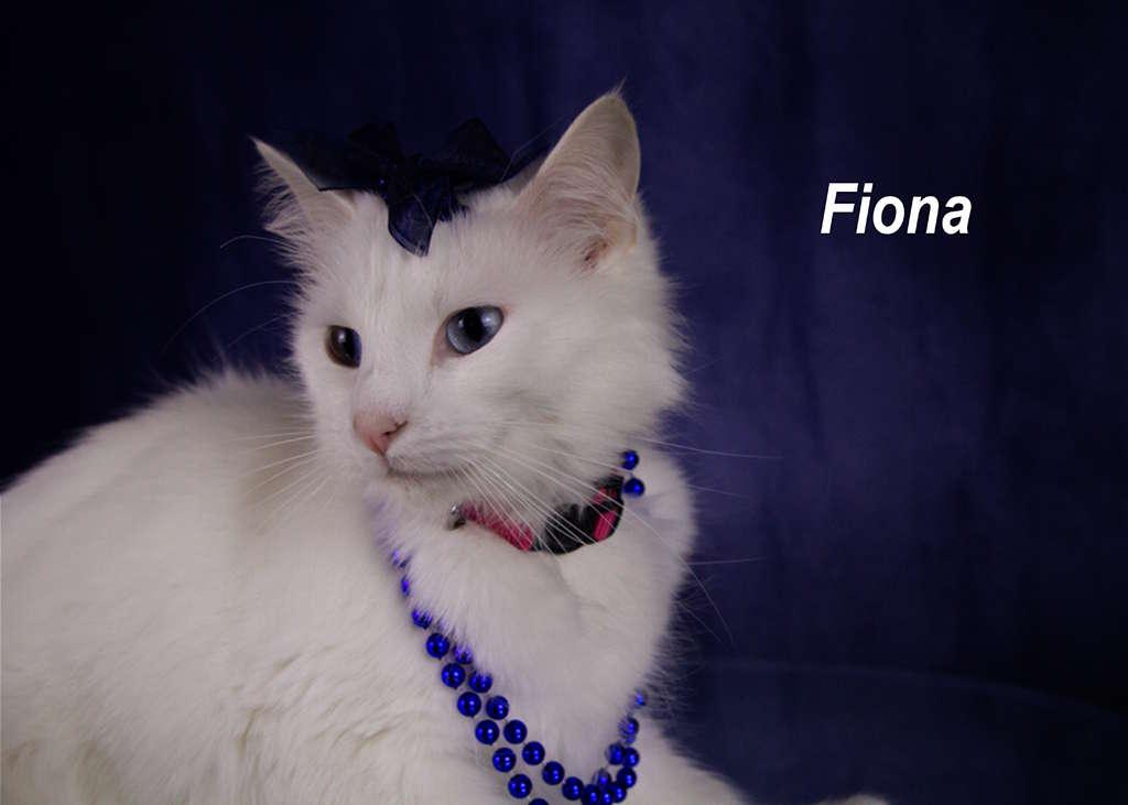 Enlarge Fiona, an adopted Domestic Short Hair in York, NE image 4/4