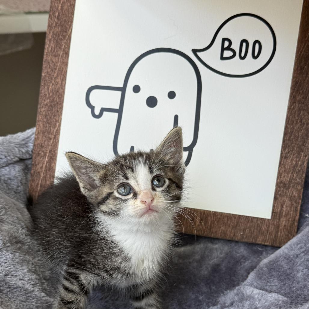 Stormy, Adoptable, Kitten Female Domestic Short Hair.