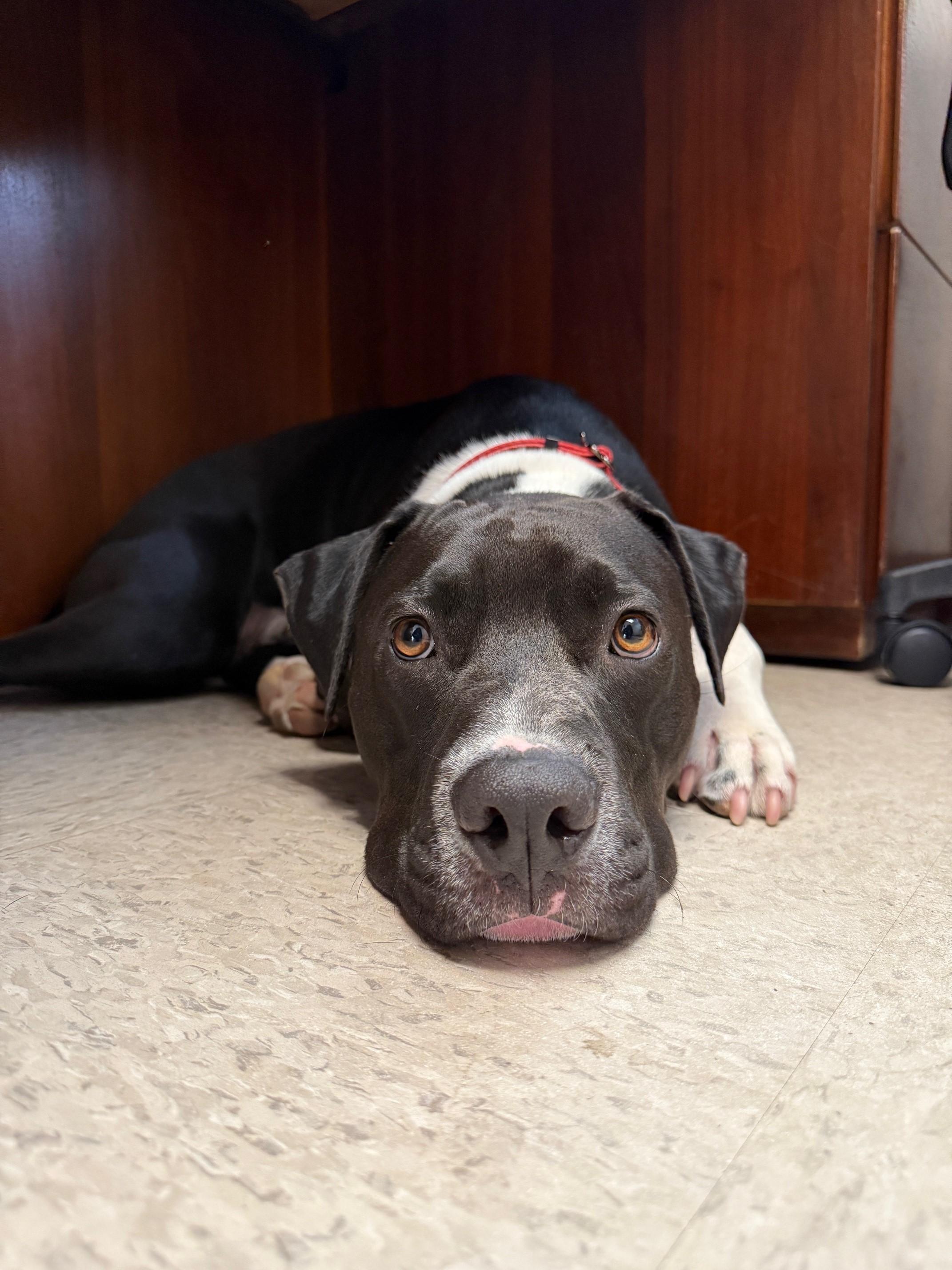 Enlarge Fred, a Adoptable Pit Bull Terrier in Redding, CA image 5/5