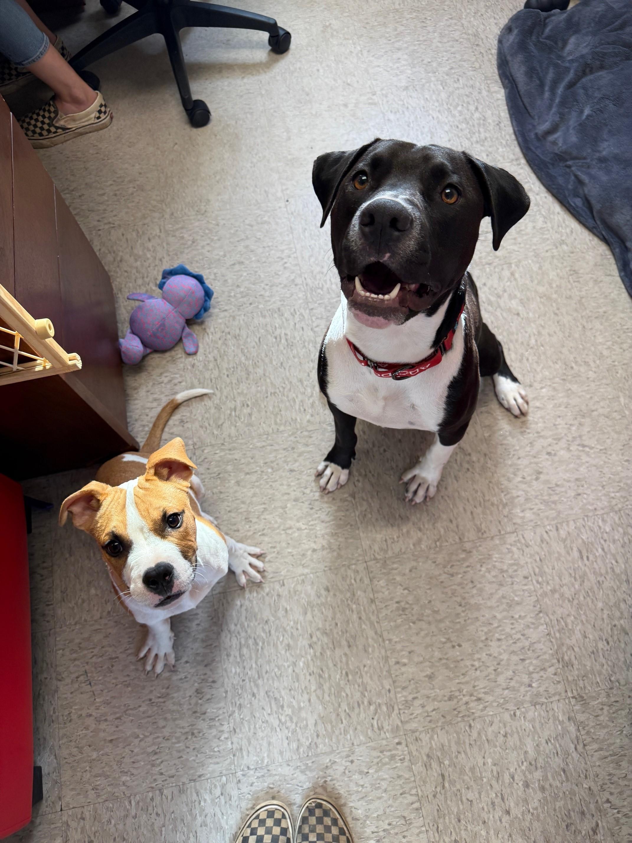 Enlarge Fred, a Adoptable Pit Bull Terrier in Redding, CA image 4/5