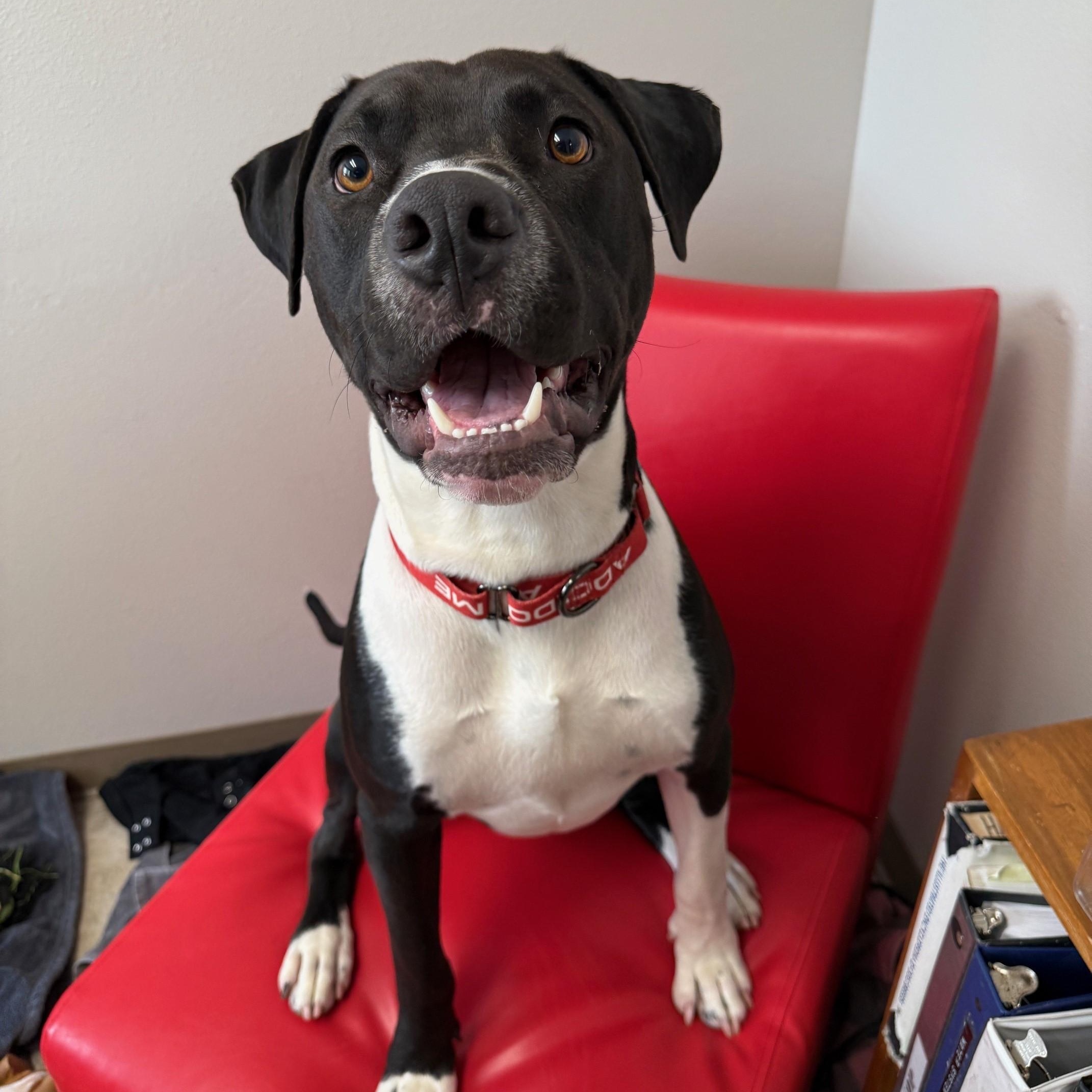 Enlarge Fred, a Adoptable Pit Bull Terrier in Redding, CA image 1/5