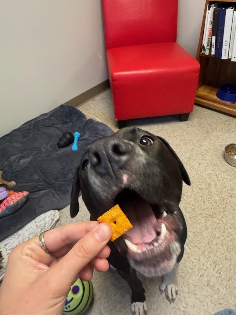 Enlarge Fred, a Adoptable Pit Bull Terrier in Redding, CA image 2/5