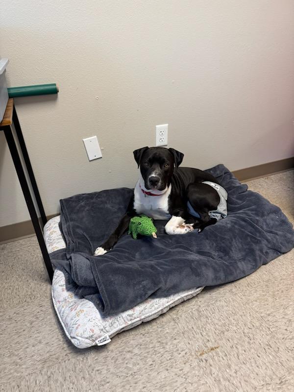 Enlarge Fred, a Adoptable Pit Bull Terrier in Redding, CA image 3/5