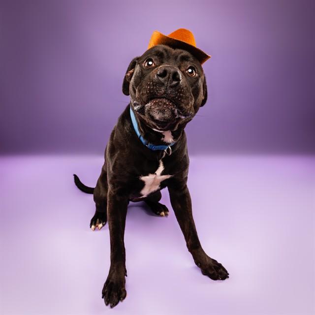 SID, Adoptable, Adult Male Mastiff & Labrador Retriever.
