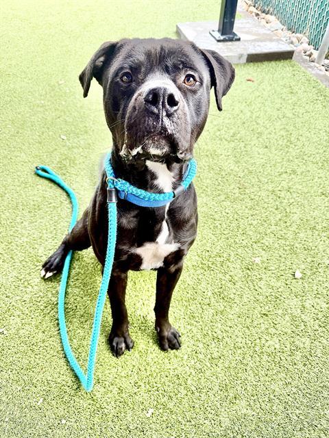 Enlarge SID, a Adoptable mixed breed in Olivette, MO image 1/1