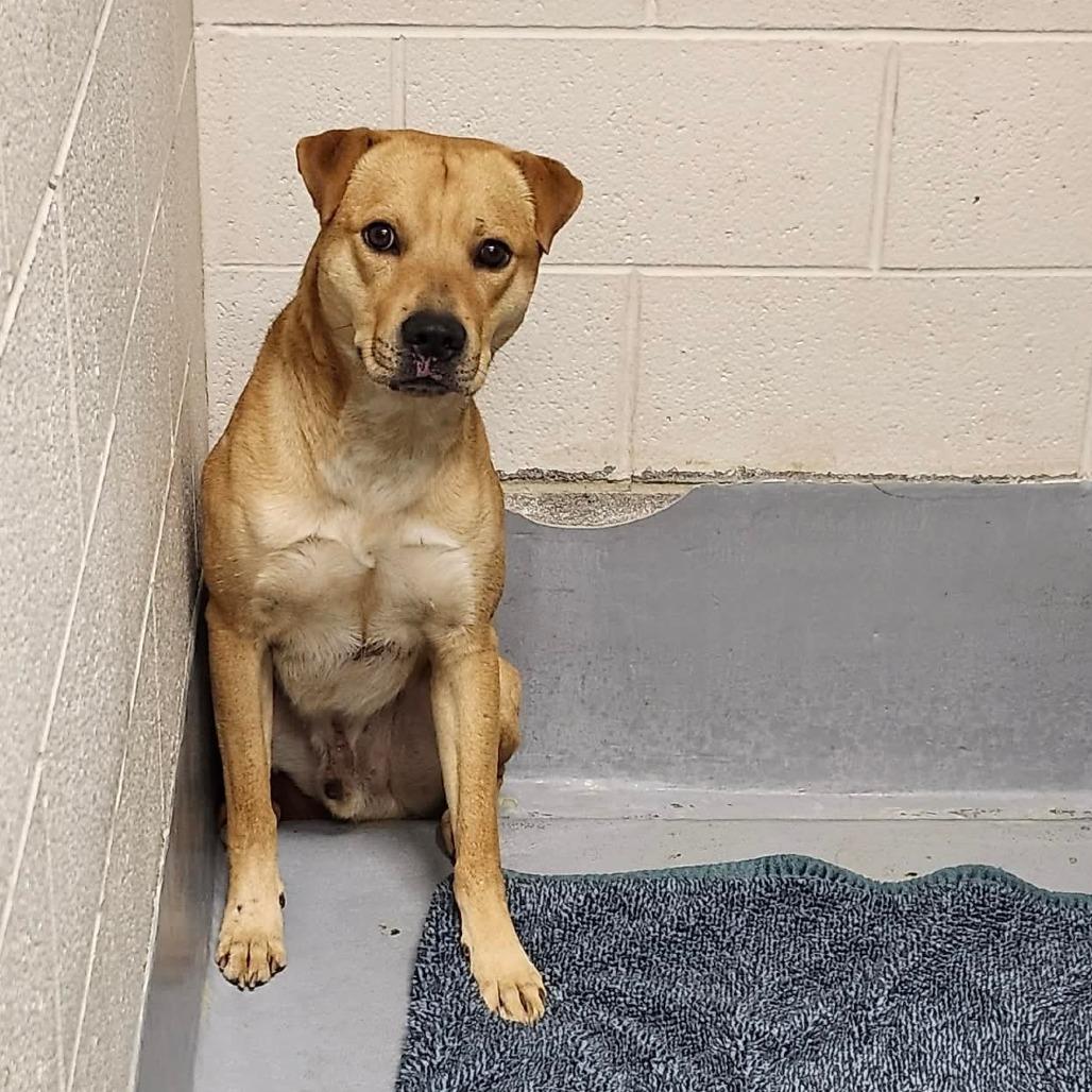 Enlarge Ritter, a Adoptable Mixed Breed in Beckley, WV image 1/2