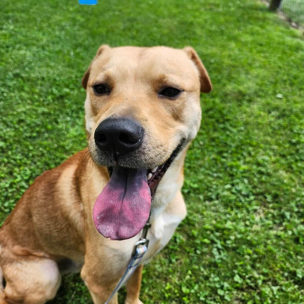 Enlarge Ritter, a Adoptable Mixed Breed in Beckley, WV image 2/2