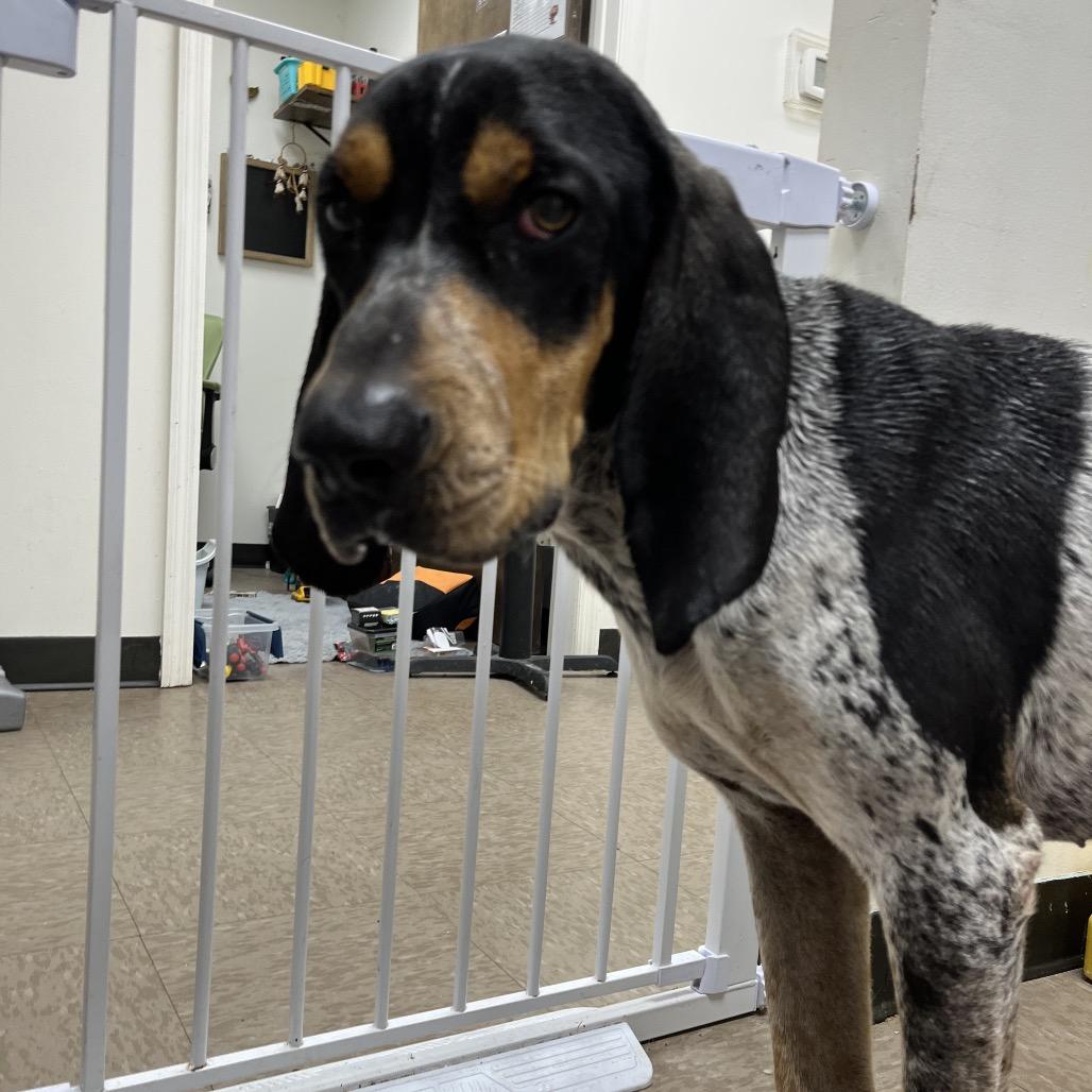 Jethro Blue thumbnail 3