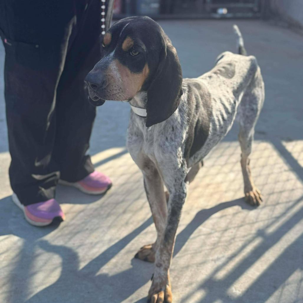 Jethro Blue thumbnail 5