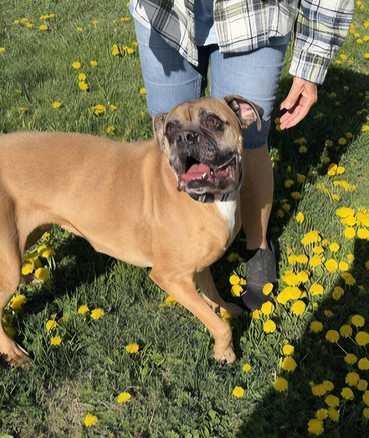 Archie, Adopted, Senior Male Boxer.