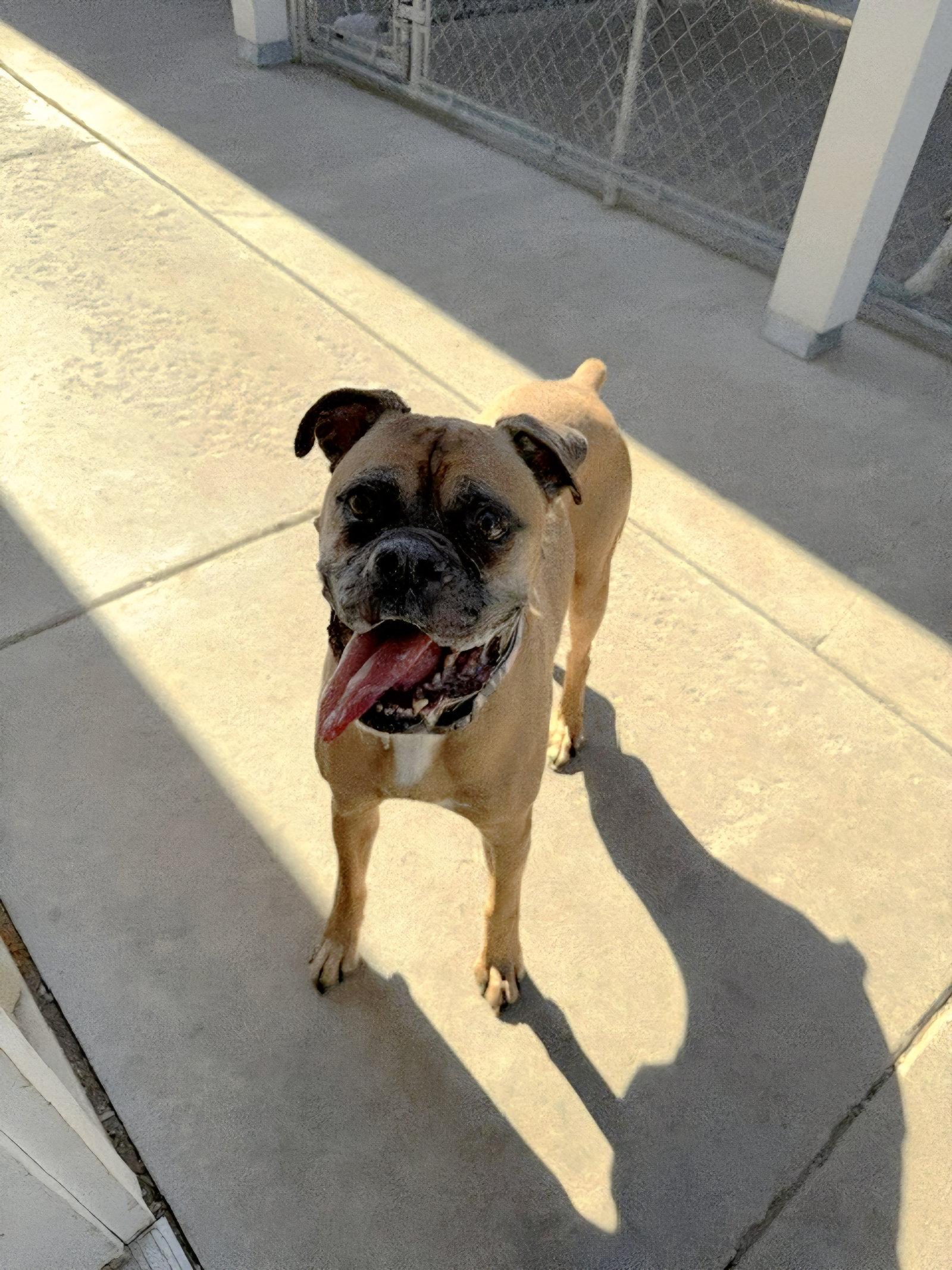 Enlarge Archie, a Adopted Boxer in Woodbury, MN image 2/2
