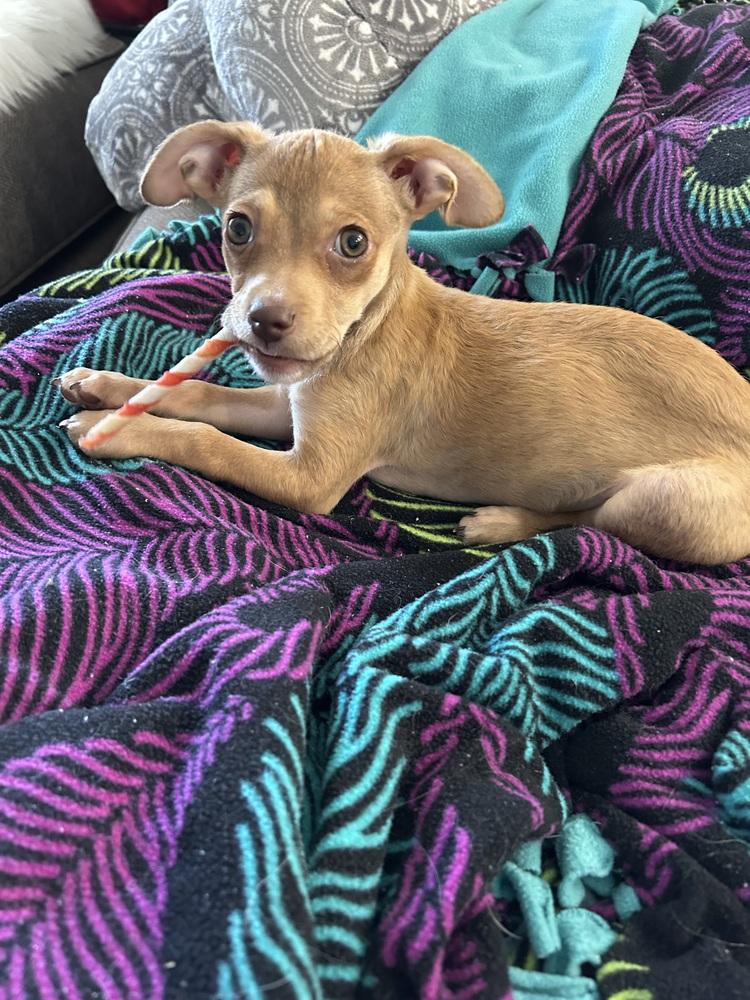 Wobsy, Adoptable, Puppy Male Chihuahua.