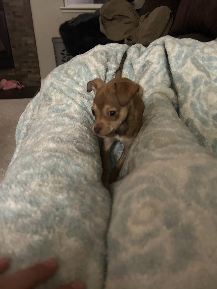 Wobsy, a Adoptable mixed breed in Oakdale, CA image 2/3