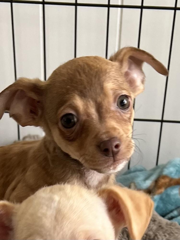 Wobsy, a Adoptable mixed breed in Oakdale, CA image 3/3