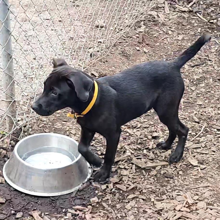 Enlarge Wednesday, a Adopted mixed breed in Ringwood, NJ image 3/6
