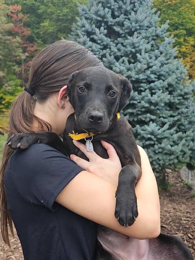Enlarge Wednesday, a Adopted mixed breed in Ringwood, NJ image 4/6