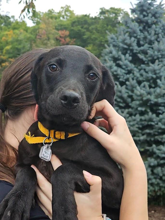 Enlarge Wednesday, a Adopted mixed breed in Ringwood, NJ image 5/6