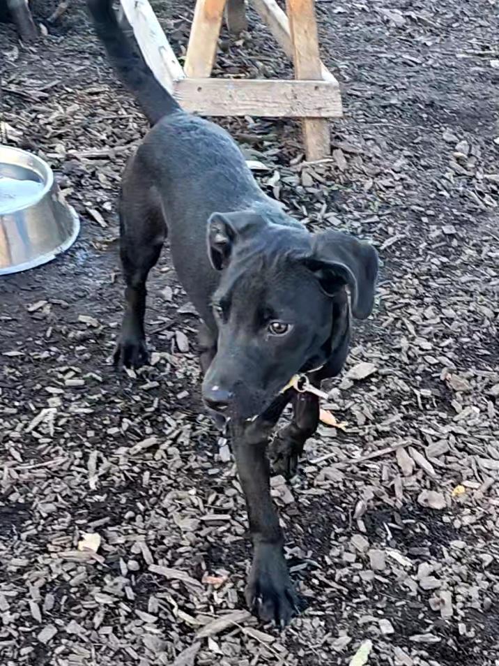 Enlarge Wednesday, a Adopted mixed breed in Ringwood, NJ image 2/6