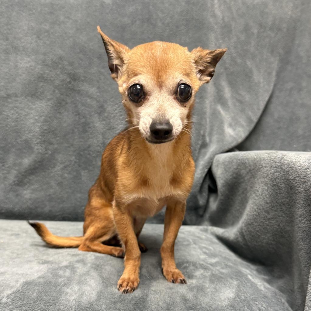 Enlarge Pika, a Adoptable Chihuahua in Brenham, TX image 2/6