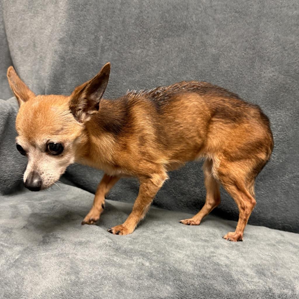 Enlarge Pika, a Adoptable Chihuahua in Brenham, TX image 3/6