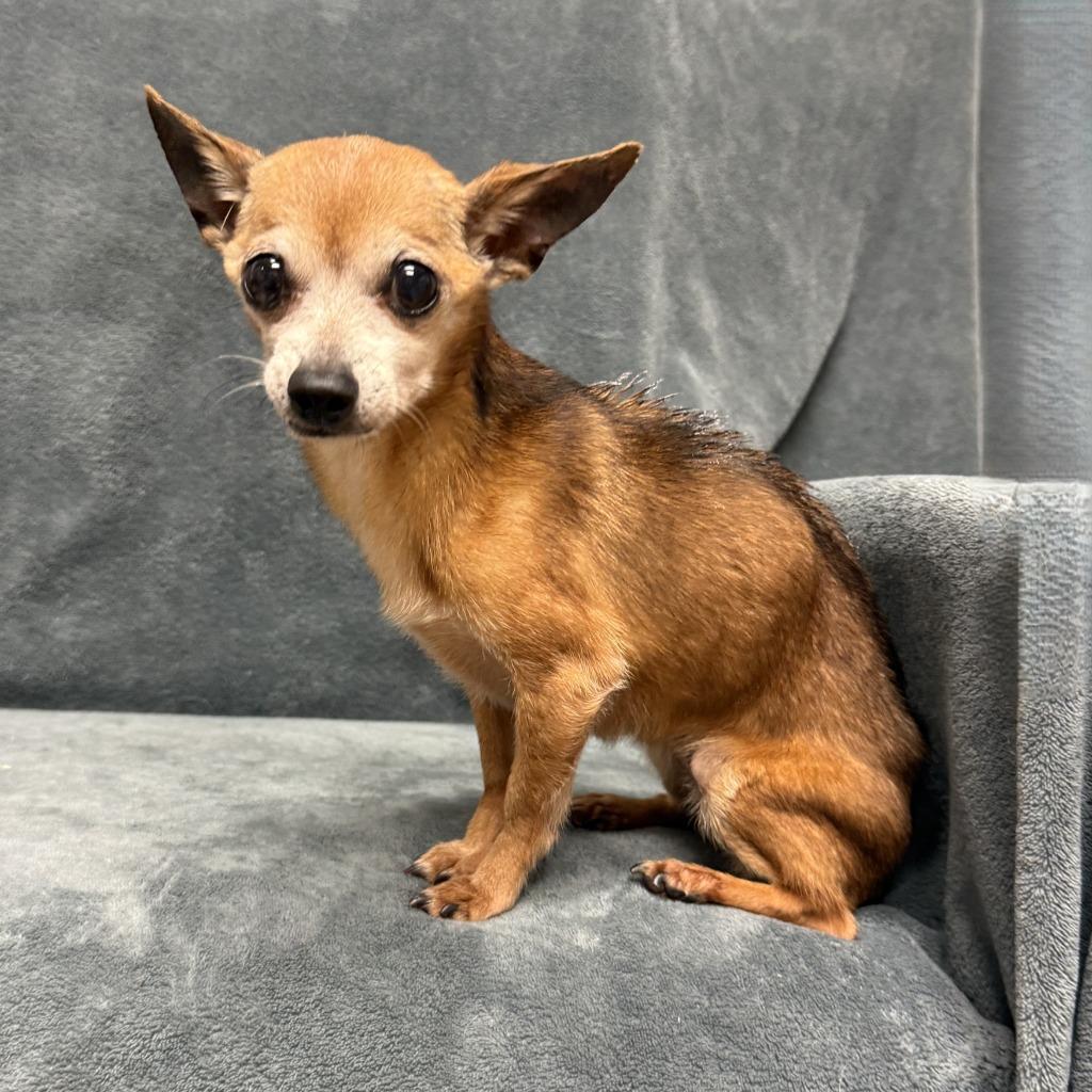 Enlarge Pika, a Adoptable Chihuahua in Brenham, TX image 4/6