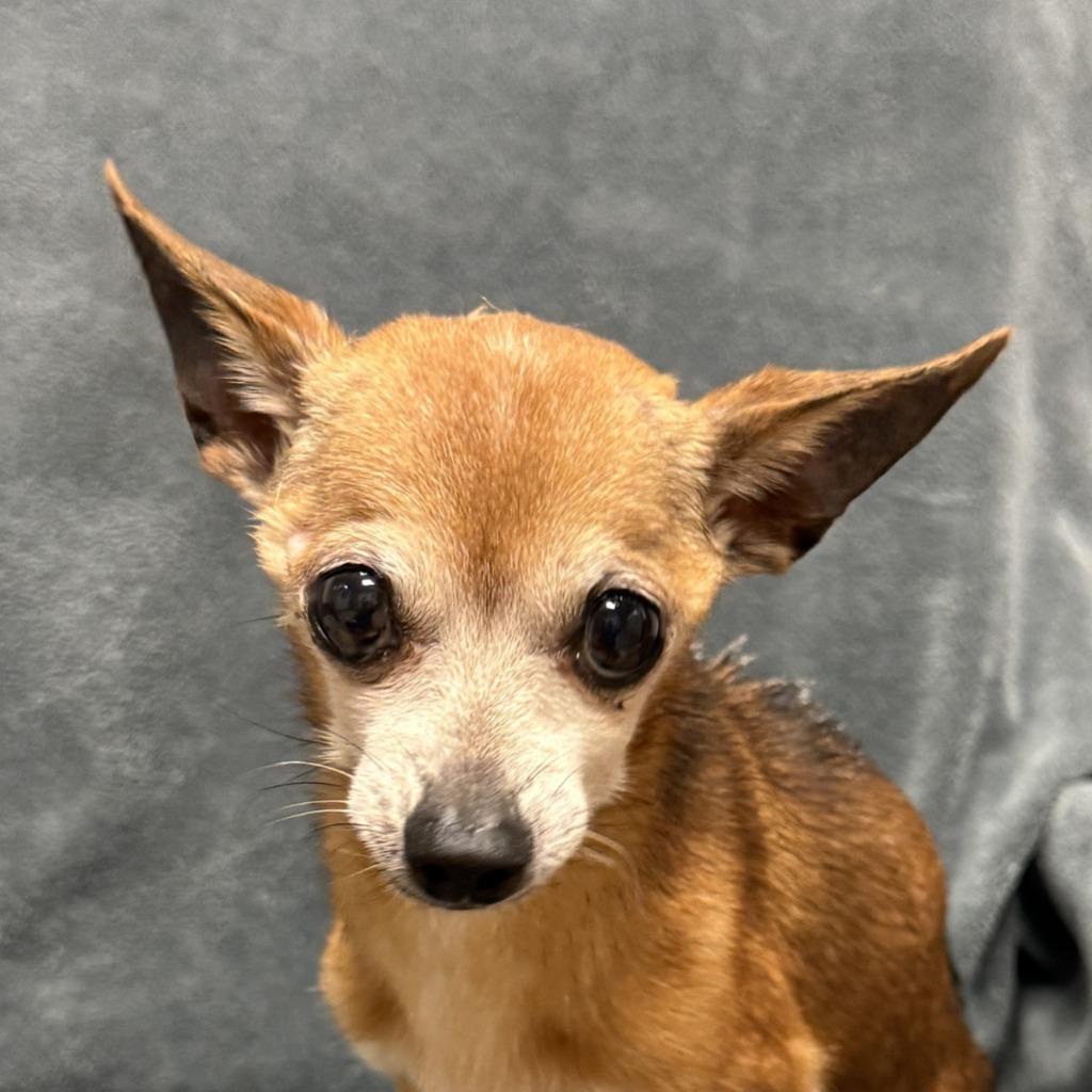 Enlarge Pika, a Adoptable Chihuahua in Brenham, TX image 1/6