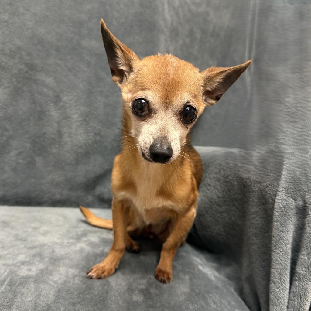 Enlarge Pika, a Adoptable Chihuahua in Brenham, TX image 5/6