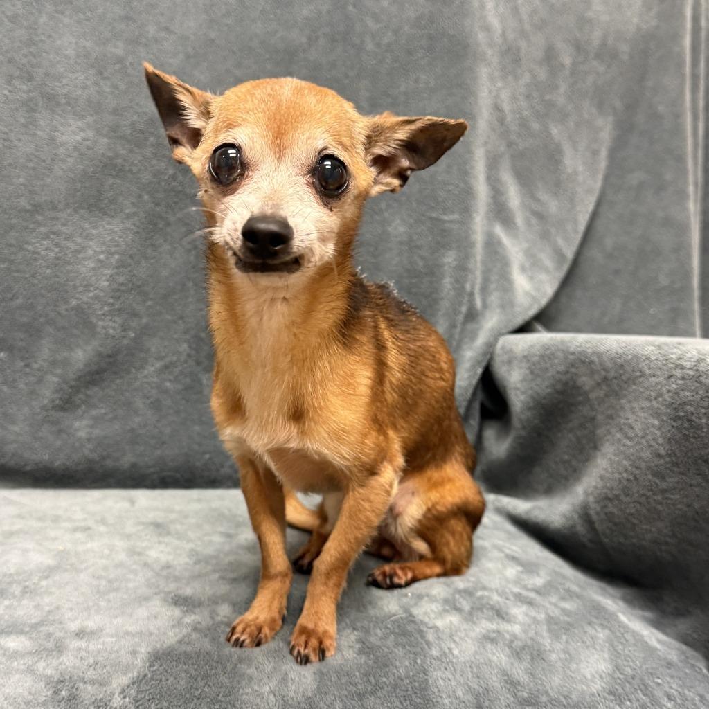 Enlarge Pika, a Adoptable Chihuahua in Brenham, TX image 6/6