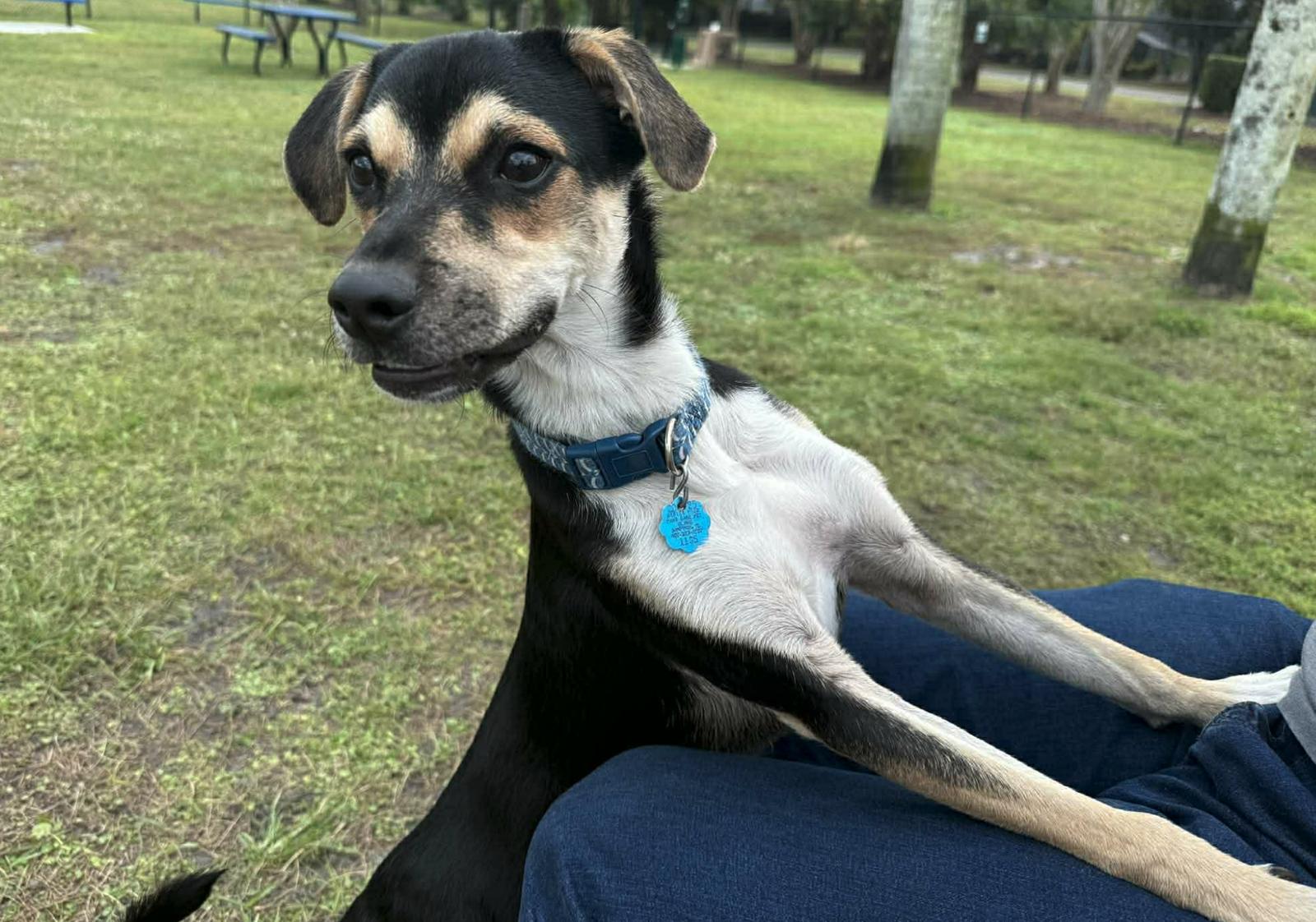 Beethoven, Adoptable, Young Male Hound & Shepherd.