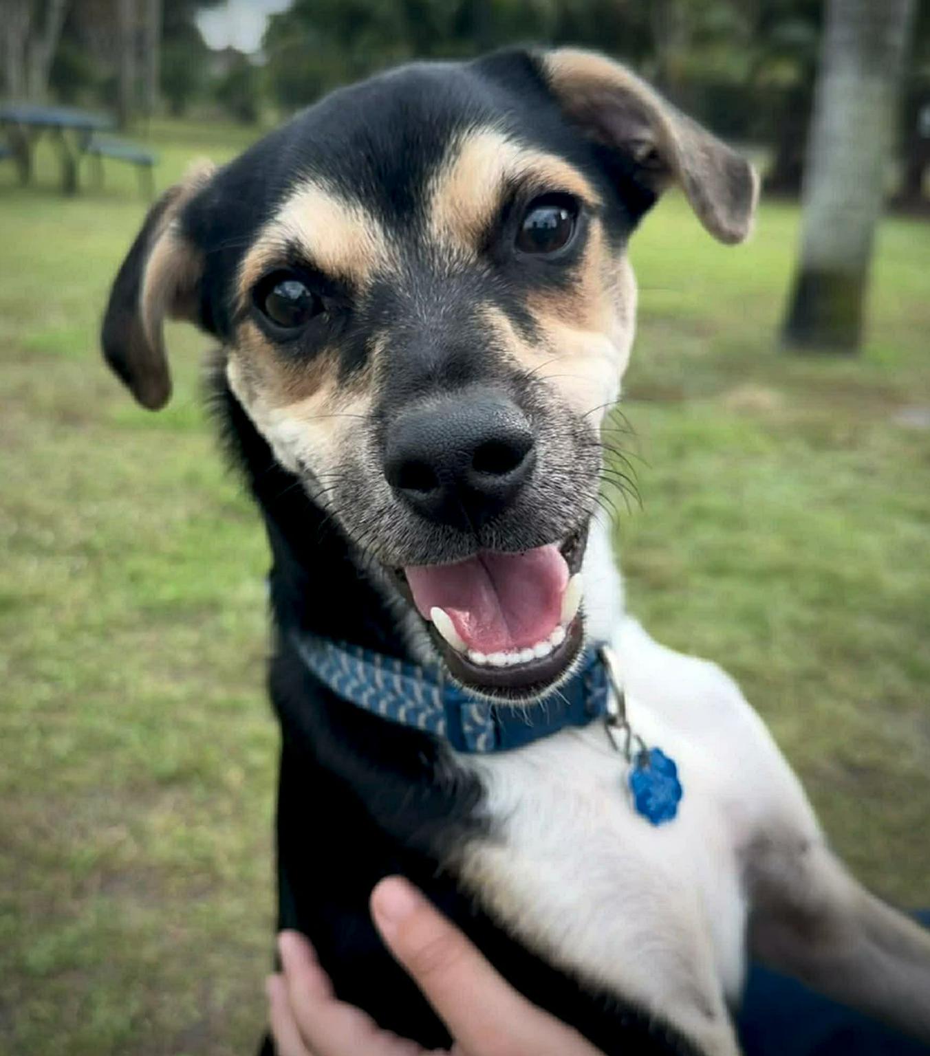 Beethoven, a Adoptable mixed breed in Osteen, FL image 2/3