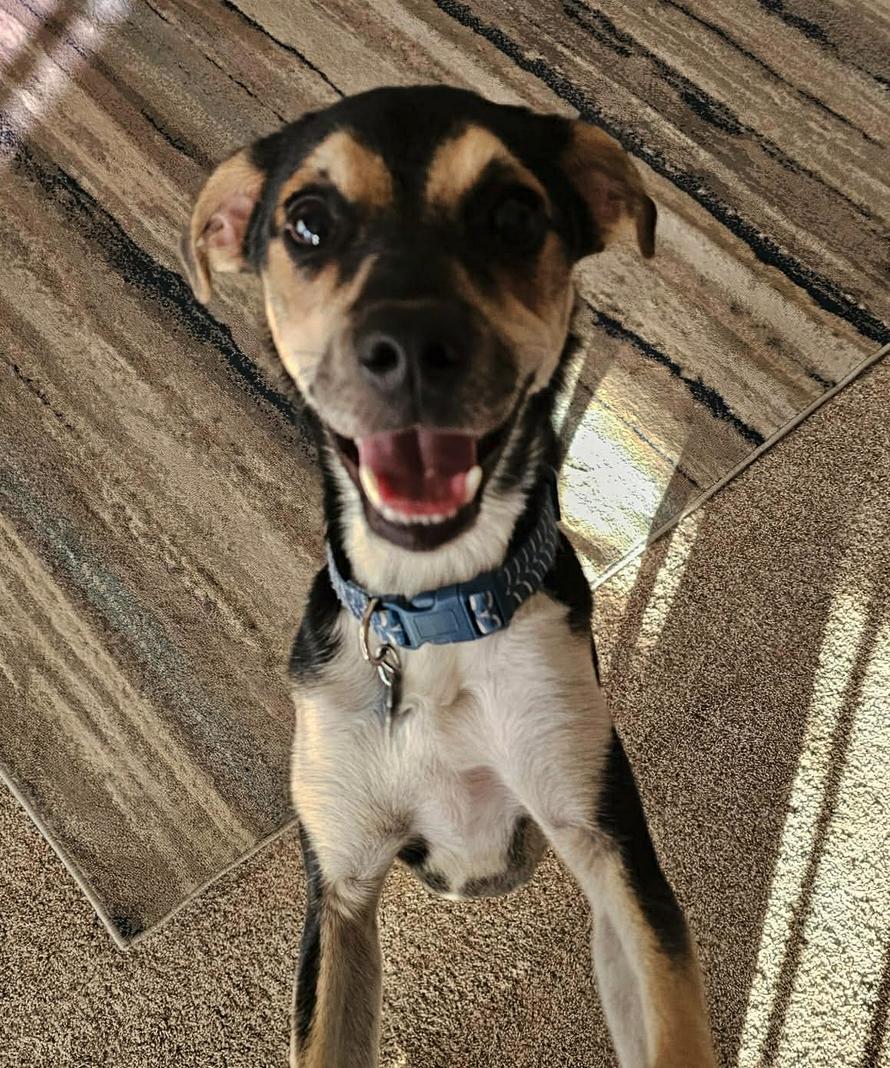 Beethoven, a Adoptable mixed breed in Osteen, FL image 3/3